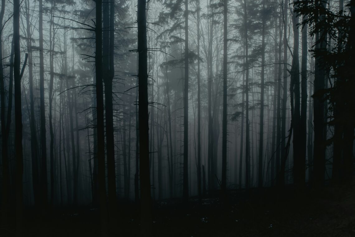Dark Forest photo by Sergiu Baica on UnSplash.com